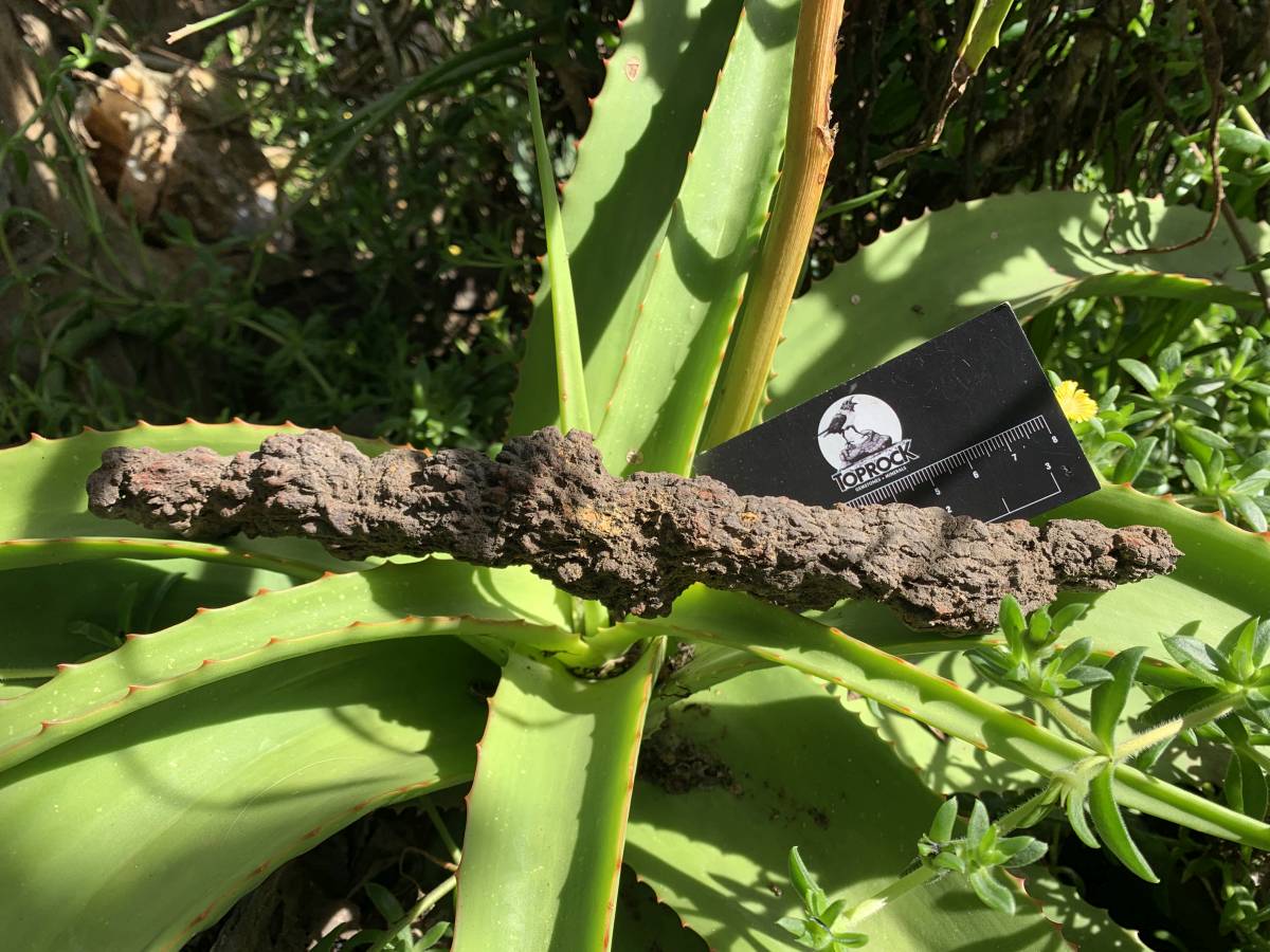 Natural Large Coprolite Fossil x 1 From Mahajanga, Madagascar