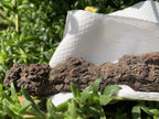 Natural Large Coprolite Fossil x 1 From Mahajanga, Madagascar