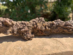 Natural Large Coprolite Fossil x 1 From Mahajanga, Madagascar