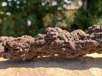 Natural Large Coprolite Fossil x 1 From Mahajanga, Madagascar