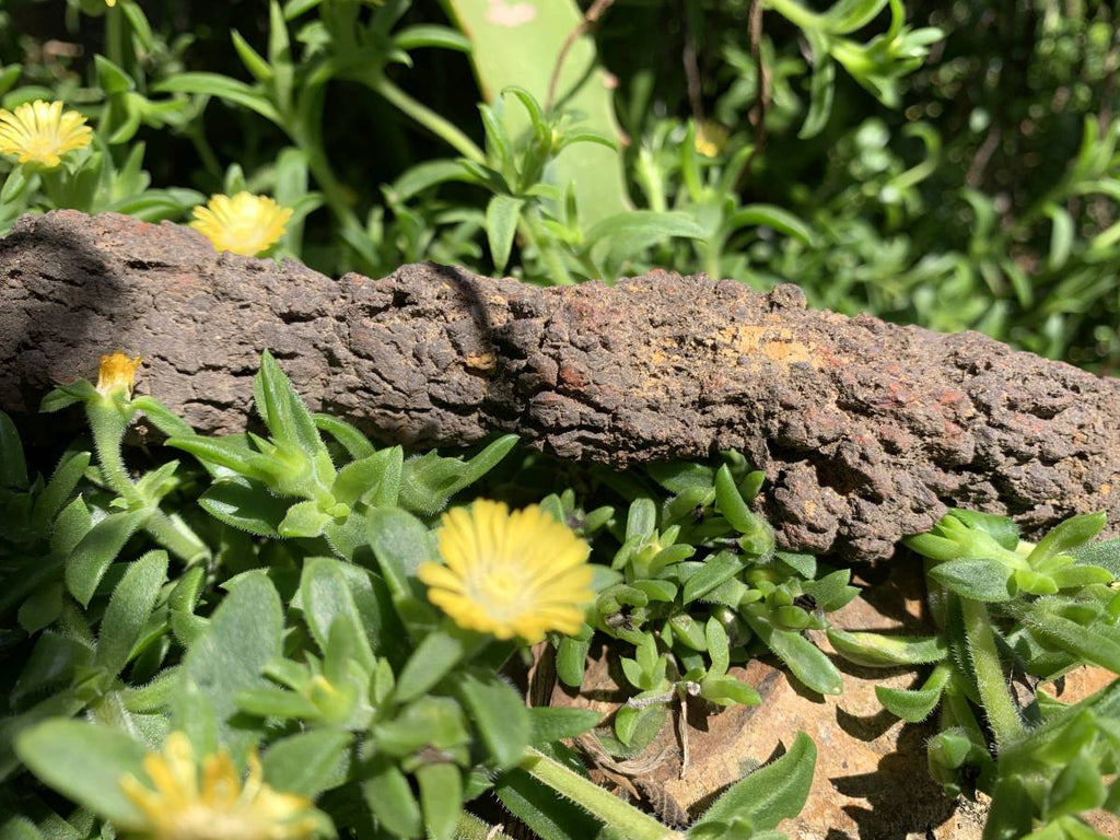 Natural Large Coprolite Fossil x 1 From Mahajanga, Madagascar