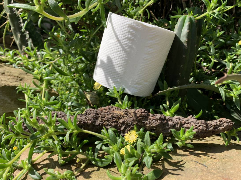 Natural Large Coprolite Fossil x 1 From Mahajanga, Madagascar
