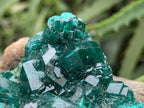 Natural Rare Dioptase and Crystalline Malachite Specimen x 1 From Likasi, Congo