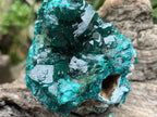 Natural Rare Dioptase and Crystalline Malachite Specimen x 1 From Likasi, Congo