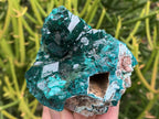 Natural Rare Dioptase and Crystalline Malachite Specimen x 1 From Likasi, Congo