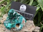 Natural Rare Dioptase and Crystalline Malachite Specimen x 1 From Likasi, Congo