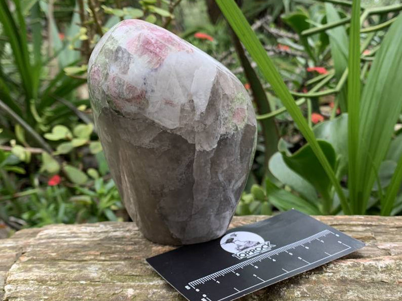 Polished Watermelon Tourmaline in Smokey Quartz Standing Free Form x 1 From Mozambique