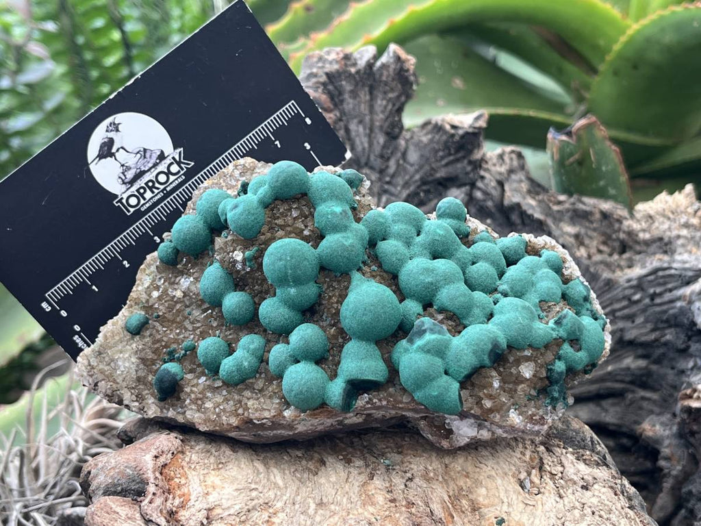 Natural Ball Malachite on Druzy Crystalline Dolomite Matrix Specimen x 1 from Kambove, Congo