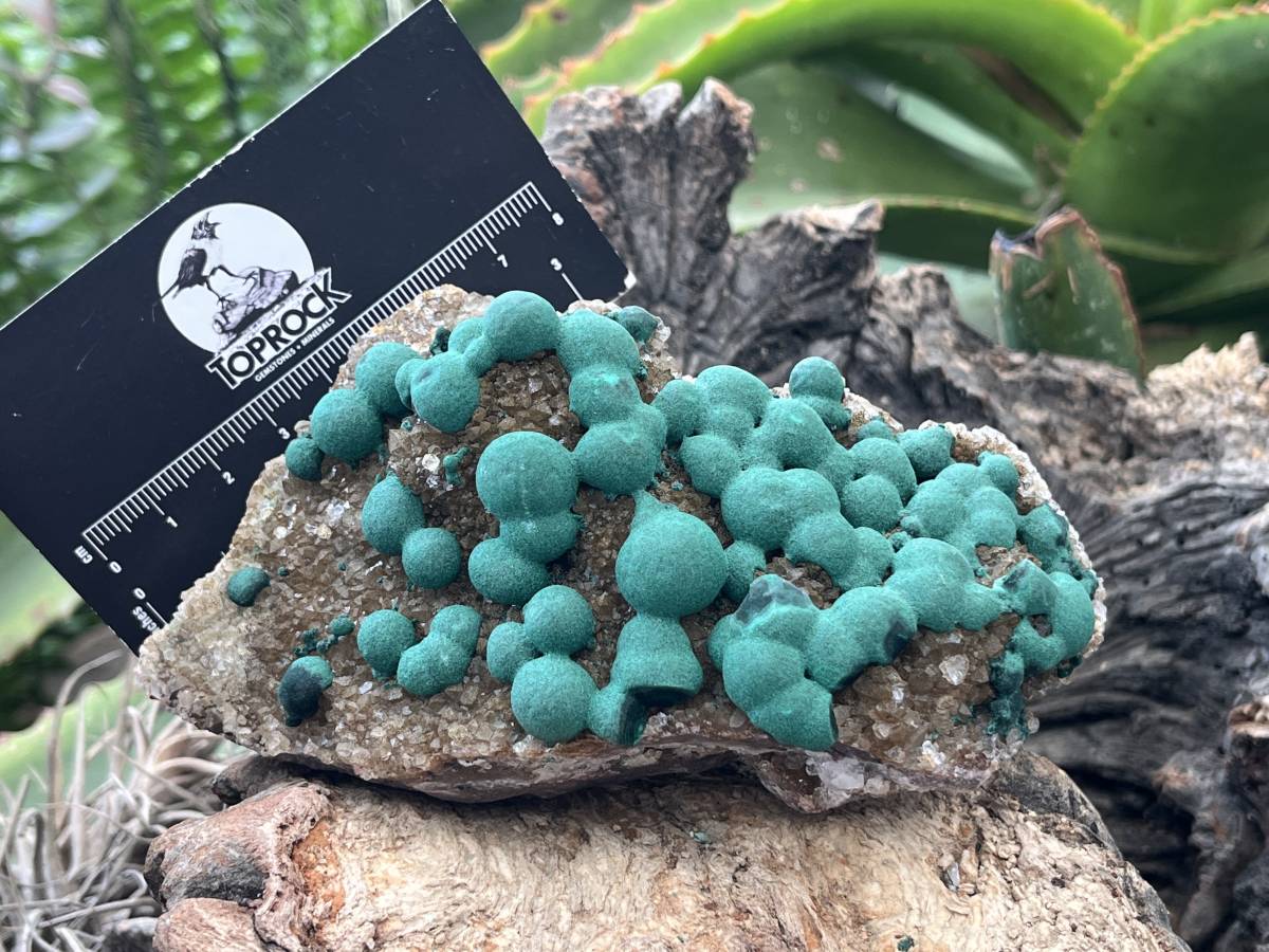 Natural Ball Malachite on Druzy Crystalline Dolomite Matrix Specimen x 1 from Kambove, Congo