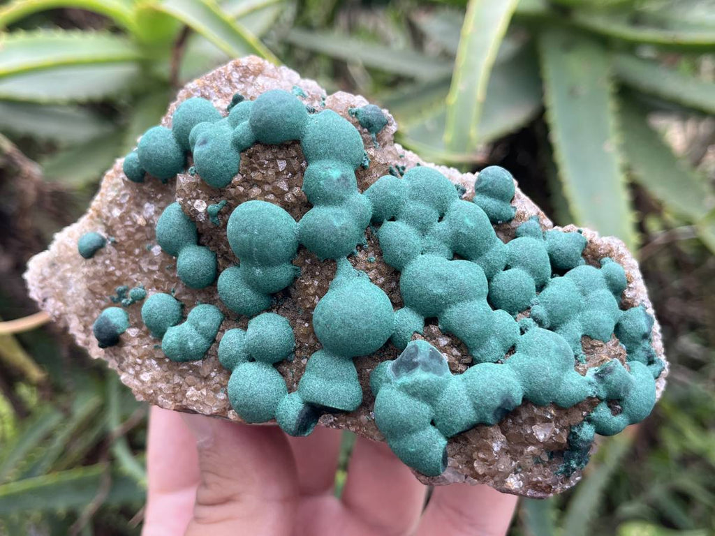 Natural Ball Malachite on Druzy Crystalline Dolomite Matrix Specimen x 1 from Kambove, Congo