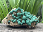 Natural Ball Malachite on Druzy Crystalline Dolomite Matrix Specimen x 1 from Kambove, Congo