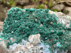 Natural Exquisite XL Dioptase On Dolomite Specimen x 1 From Brazzaville, Congo