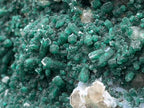 Natural Exquisite XL Dioptase On Dolomite Specimen x 1 From Brazzaville, Congo