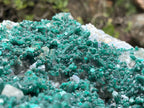Natural Exquisite XL Dioptase On Dolomite Specimen x 1 From Brazzaville, Congo