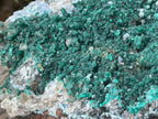 Natural Exquisite XL Dioptase On Dolomite Specimen x 1 From Brazzaville, Congo