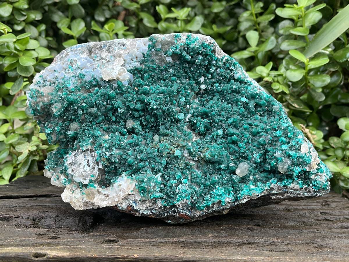 Natural Exquisite XL Dioptase On Dolomite Specimen x 1 From Brazzaville, Congo