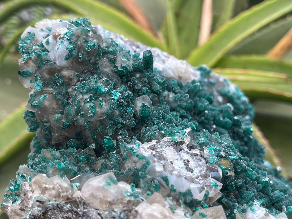 Natural Exquisite XL Dioptase On Dolomite Specimen x 1 From Brazzaville, Congo