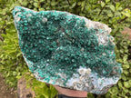 Natural Exquisite XL Dioptase On Dolomite Specimen x 1 From Brazzaville, Congo