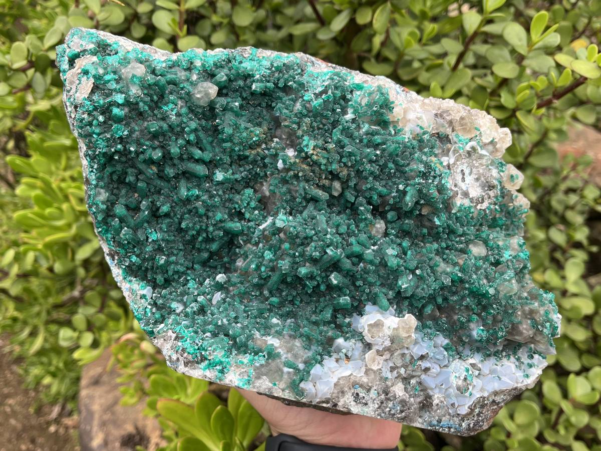 Natural Exquisite XL Dioptase On Dolomite Specimen x 1 From Brazzaville, Congo