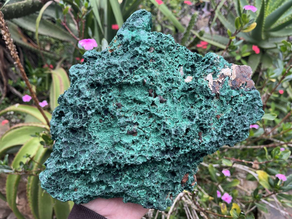 Natural XL Silky Malachite Specimen x 1 From Kasompe, Congo