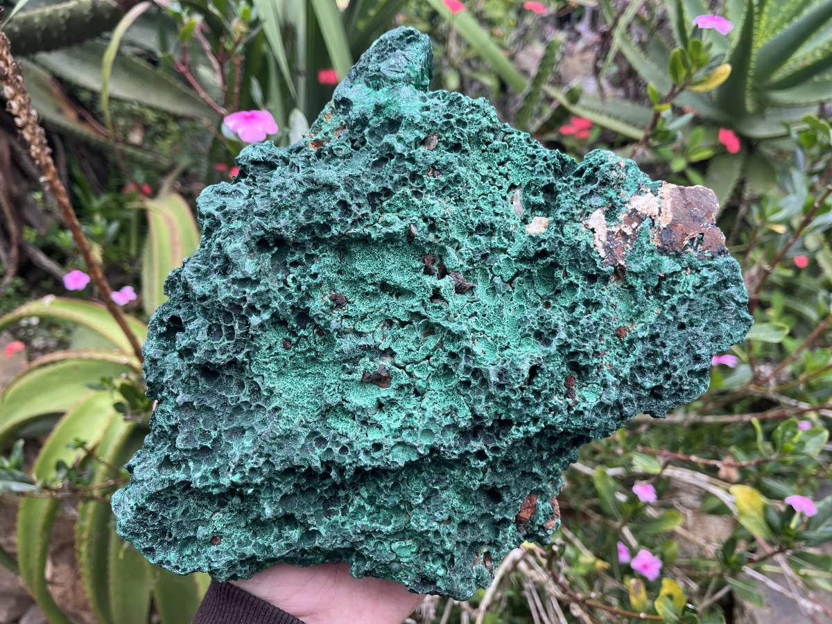 Natural XL Silky Malachite Specimen x 1 From Kasompe, Congo