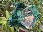 Natural XL Silky Malachite Specimen x 1 From Kasompe, Congo