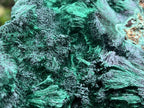 Natural XL Silky Malachite Specimen x 1 From Kasompe, Congo