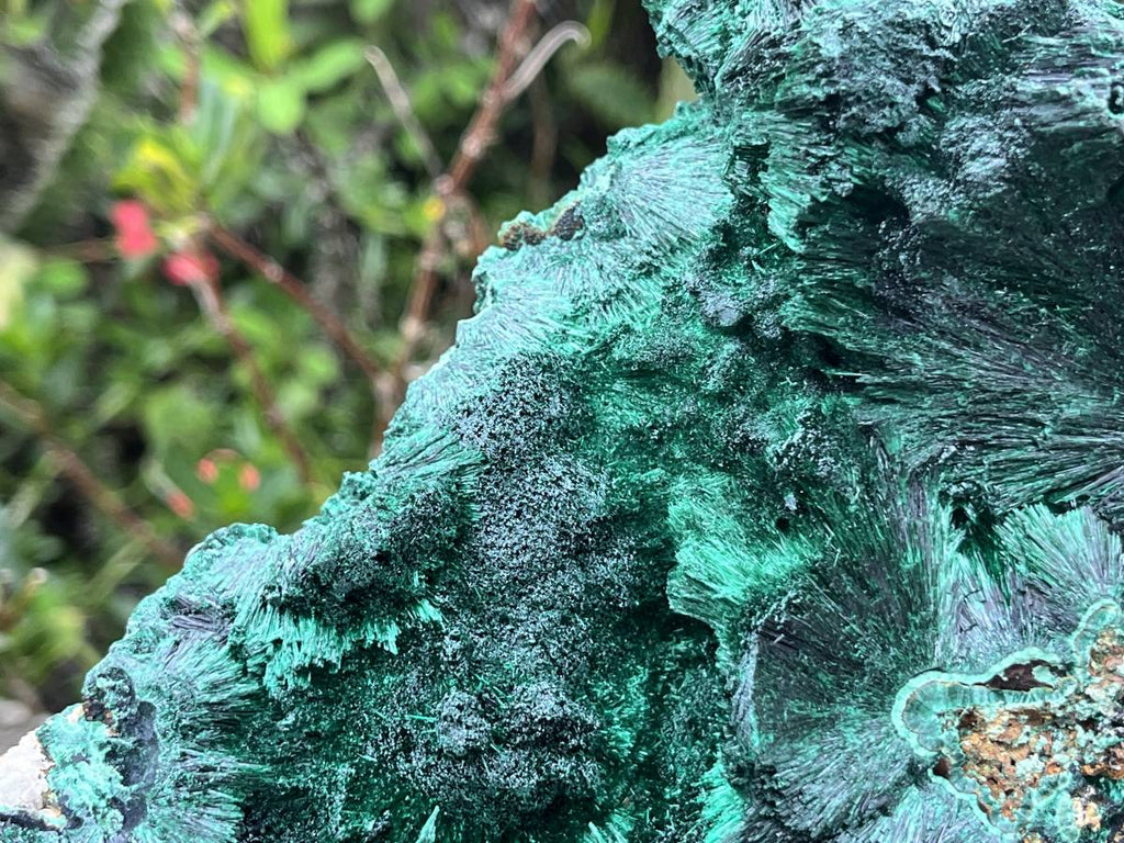 Natural XL Silky Malachite Specimen x 1 From Kasompe, Congo