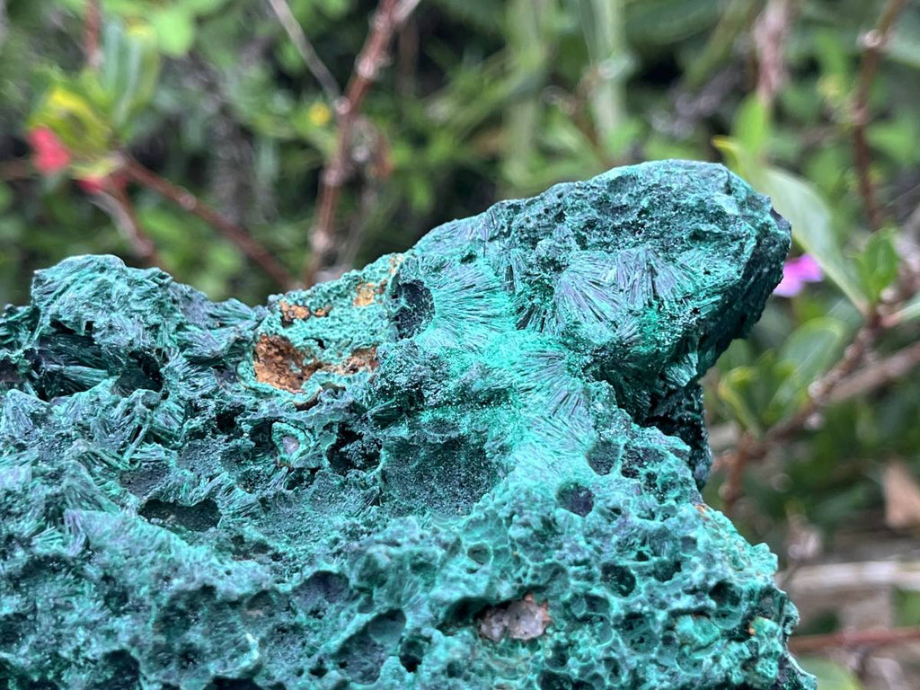 Natural XL Silky Malachite Specimen x 1 From Kasompe, Congo