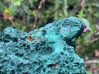 Natural XL Silky Malachite Specimen x 1 From Kasompe, Congo