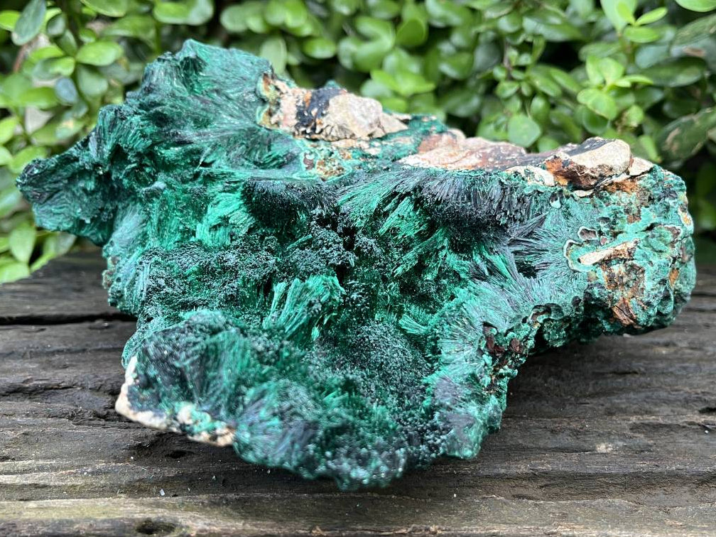 Natural XL Silky Malachite Specimen x 1 From Kasompe, Congo