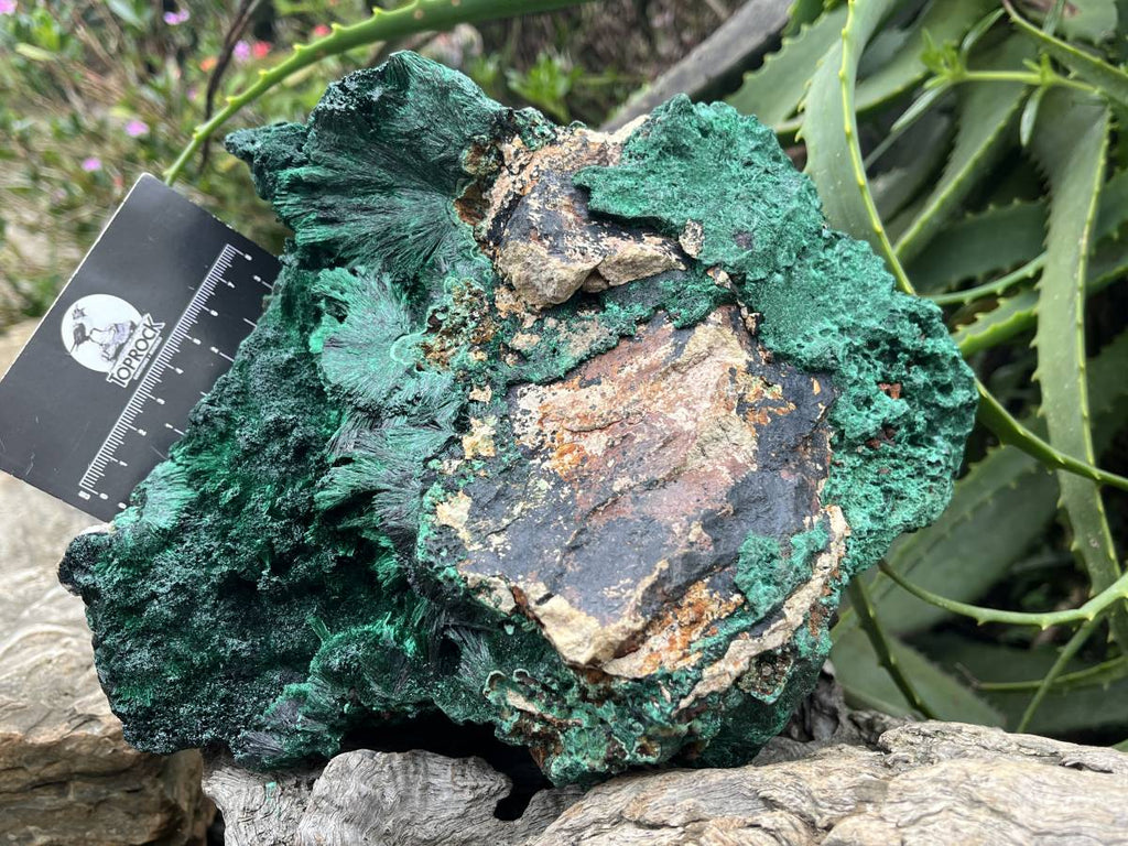 Natural XL Silky Malachite Specimen x 1 From Kasompe, Congo