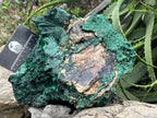 Natural XL Silky Malachite Specimen x 1 From Kasompe, Congo
