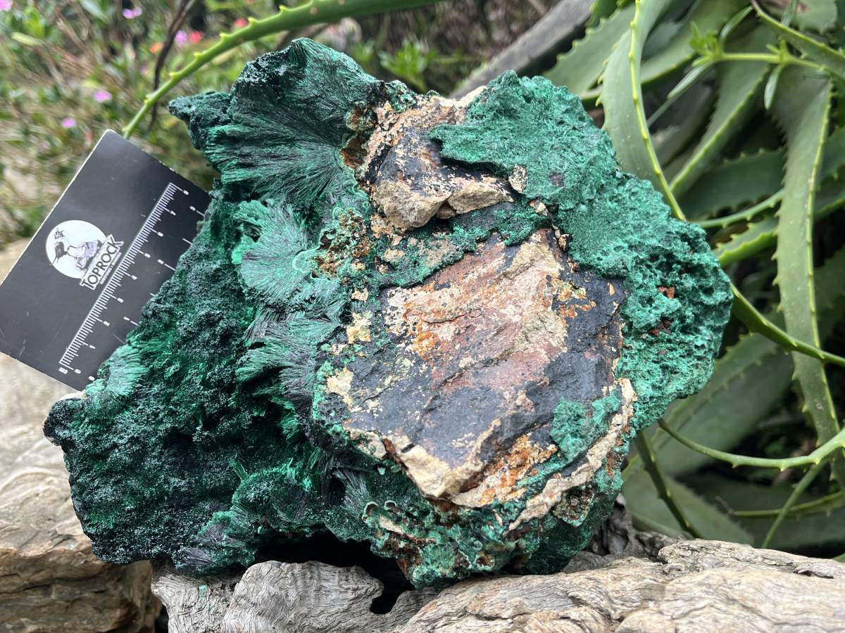 Natural XL Silky Malachite Specimen x 1 From Kasompe, Congo