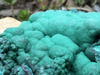 Natural Extra Large Botryoidal Malachite with Chrysocolla Specimen x 1 From Kolwezi, Congo