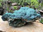 Natural XL Botryoidal Malachite Specimen x 1 From Congo