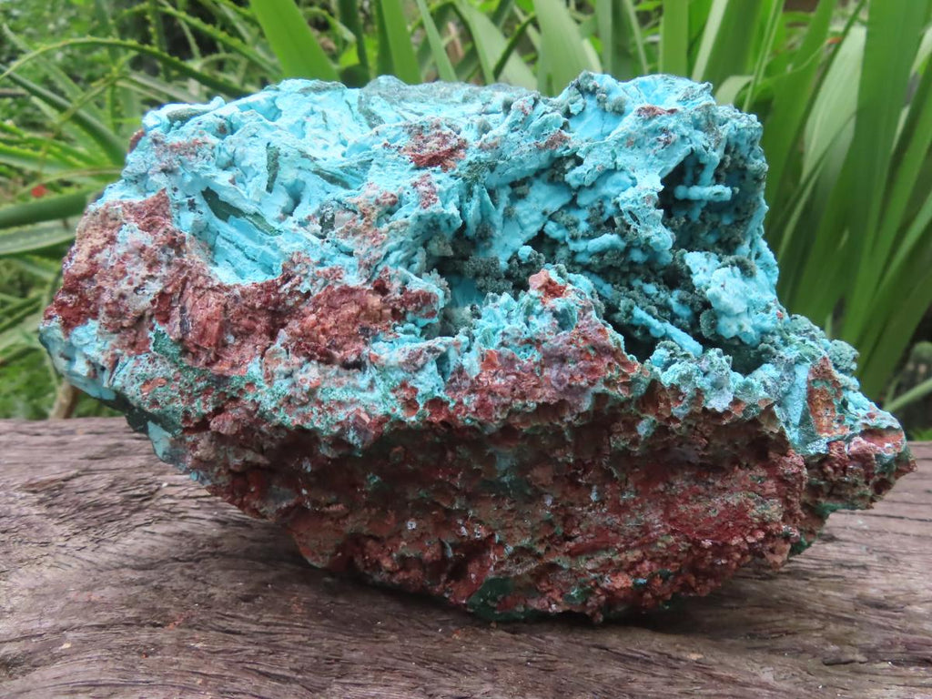 Natural Chrysocolla Blade Crystal Pseudomorph after Malachite with Druzy Coated Ball Malachite on Dolomite x 1 From Lupoto Mine, Congo