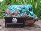 Natural Chrysocolla Blade Crystal Pseudomorph after Malachite with Druzy Coated Ball Malachite on Dolomite x 1 From Lupoto Mine, Congo