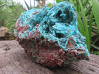 Natural Chrysocolla Blade Crystal Pseudomorph after Malachite with Druzy Coated Ball Malachite on Dolomite x 1 From Lupoto Mine, Congo