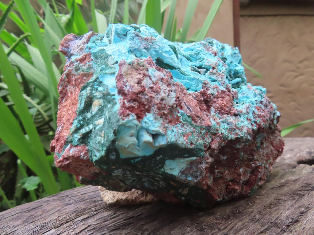 Natural Chrysocolla Blade Crystal Pseudomorph after Malachite with Druzy Coated Ball Malachite on Dolomite x 1 From Lupoto Mine, Congo