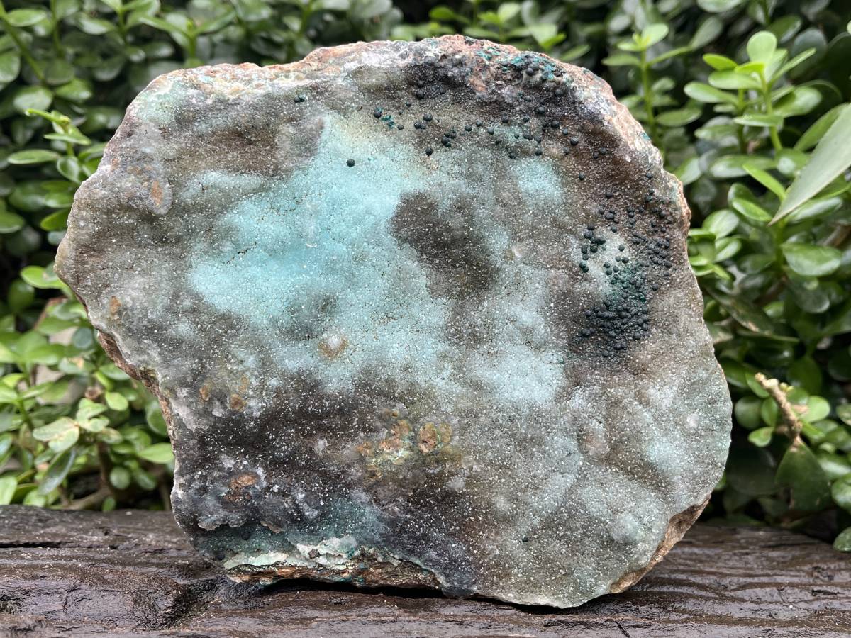 Natural XL Drusy Coated Chrysocolla on Dolomite with Ball Malachite Specimen x 1 From Congo