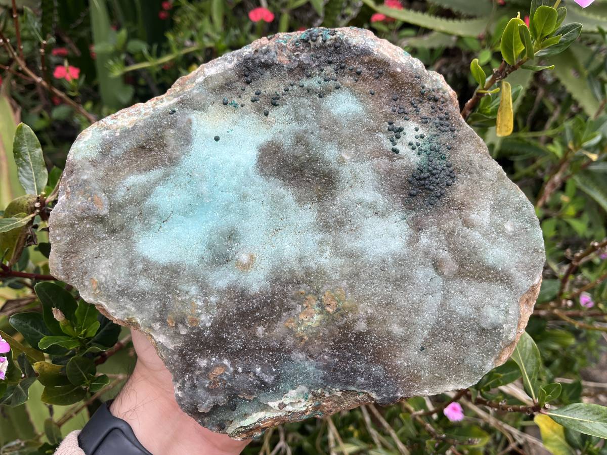 Natural XL Drusy Coated Chrysocolla on Dolomite with Ball Malachite Specimen x 1 From Congo