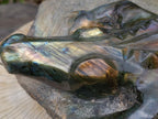 Hand Made XXL Crocodile Labradorite Carving x 1 From Tulear, Madagascar