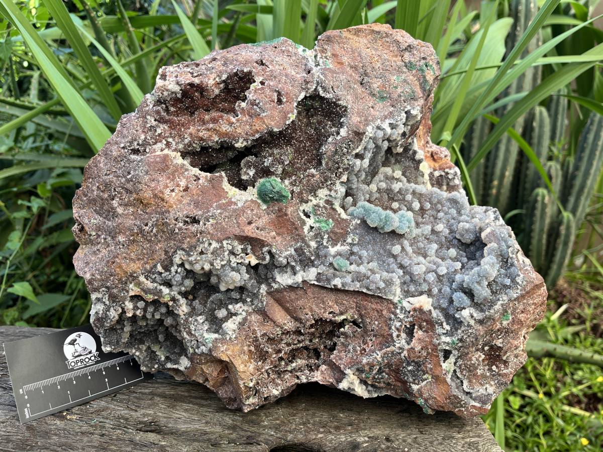 Natural Massive Druzy Coated Ball Malachite on Red Copper Dolomite Specimen x 1 From Likasi, Congo