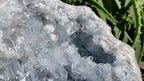 Natural Acicular Gemmy Celestite Mineral Specimen x 1 From Sakoane, Madagascar
