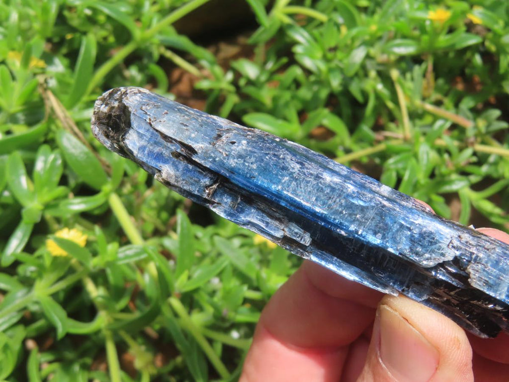Natural Gemmy Kyanite with Biotite Crystal x 1 From Karoi, Zimbabwe