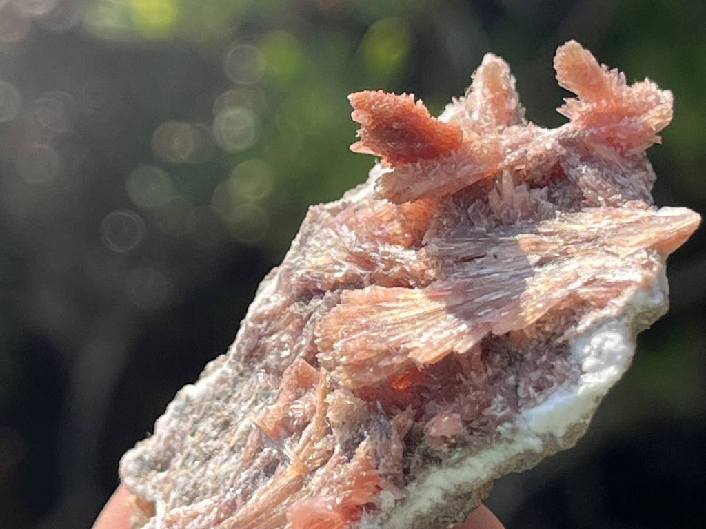 Natural Rare Orange Acicular Inesite Specimen x 1 From Wessels Mine, South Africa