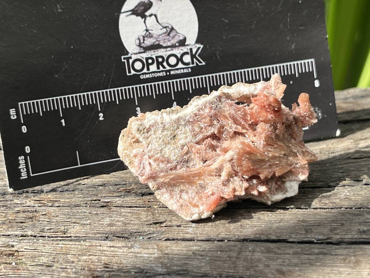 Natural Rare Orange Acicular Inesite Specimen x 1 From Wessels Mine, South Africa