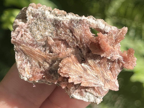 Natural Rare Orange Acicular Inesite Specimen x 1 From Wessels Mine, South Africa