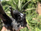 Natural Shiny Schorl Black Tourmaline With Aquamarine Crystal And Feldspar x 1 From Erongo, Namibia